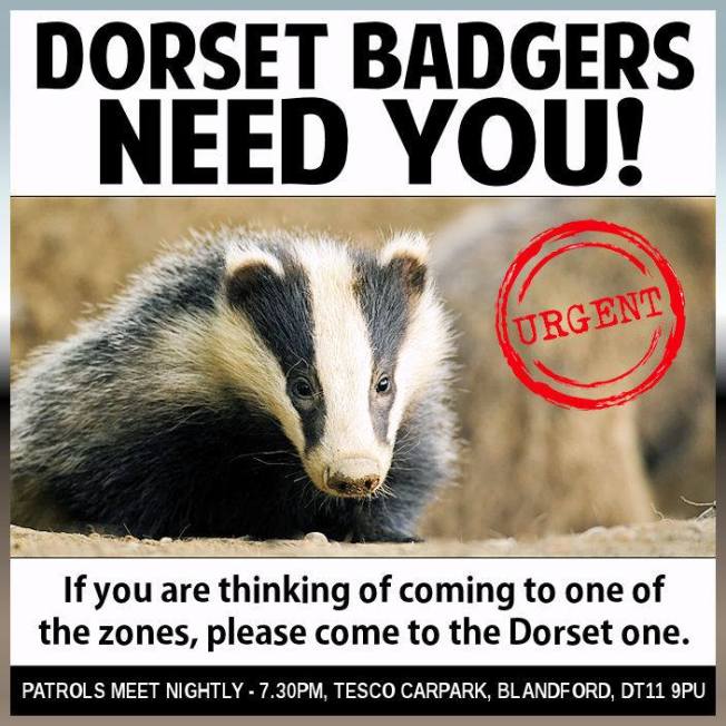 dorset badgers need you