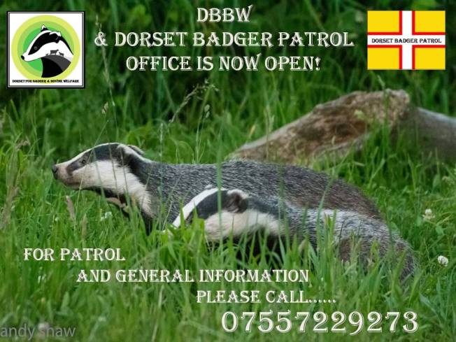 dorset badger patrols 2016
